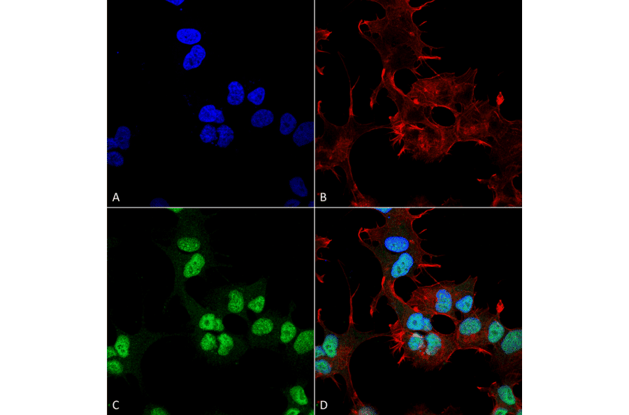 Immunocytochemistry/Immunofluorescence - Anti-GAPDH Antibody (A304846) - Antibodies.com