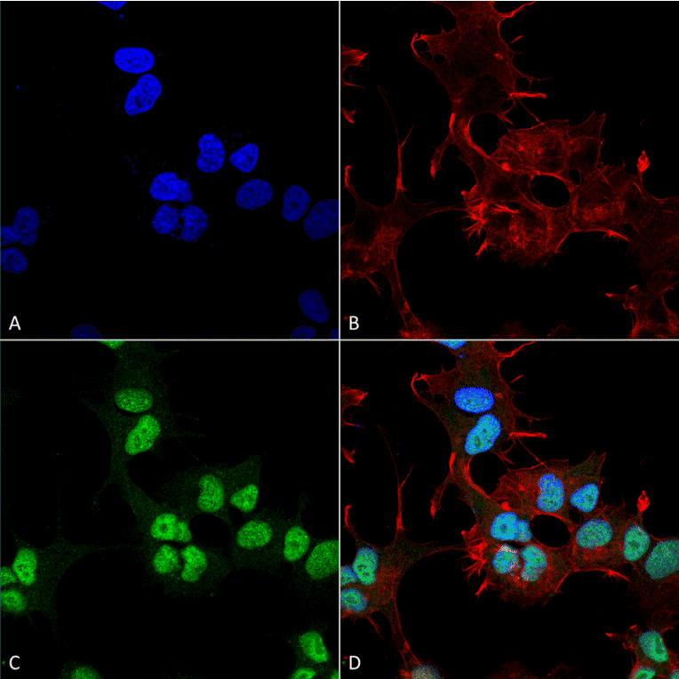 Immunocytochemistry/Immunofluorescence - Anti-GAPDH Antibody (A304846) - Antibodies.com