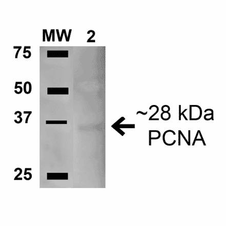 Western Blot - Anti-PCNA Antibody (A304847) - Antibodies.com