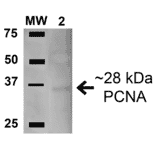 Western Blot - Anti-PCNA Antibody (A304847) - Antibodies.com