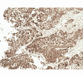 Immunohistochemistry - Anti-VDAC1 / Porin Antibody (A304848) - Antibodies.com