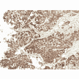 Immunohistochemistry - Anti-VDAC1 / Porin Antibody (A304848) - Antibodies.com