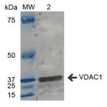 Western Blot - Anti-VDAC1 / Porin Antibody (A304848) - Antibodies.com