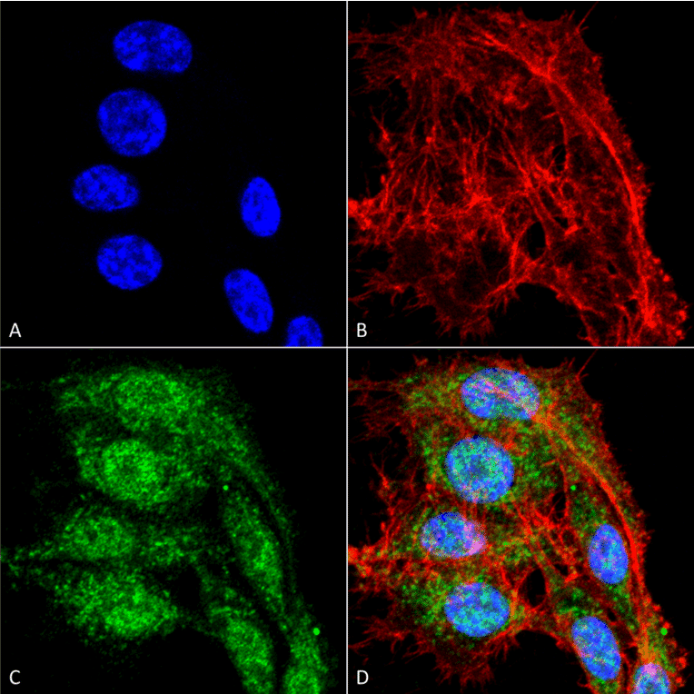 Immunocytochemistry/Immunofluorescence - Anti-VDAC1 / Porin Antibody (A304848) - Antibodies.com