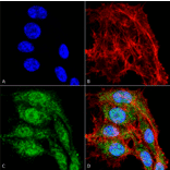 Immunocytochemistry/Immunofluorescence - Anti-VDAC1 / Porin Antibody (A304848) - Antibodies.com
