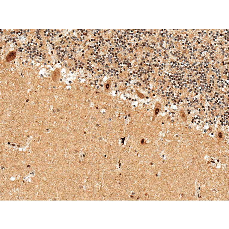 Immunohistochemistry - Anti-Adenosine A1 Receptor Antibody (A304849) - Antibodies.com