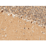 Immunohistochemistry - Anti-Adenosine A1 Receptor Antibody (A304849) - Antibodies.com