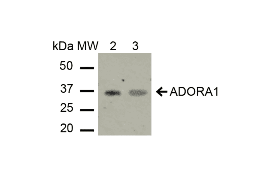 Western Blot - Anti-Adenosine A1 Receptor Antibody (A304849) - Antibodies.com