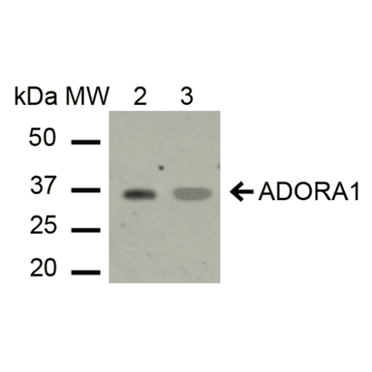 Western Blot - Anti-Adenosine A1 Receptor Antibody (A304849) - Antibodies.com