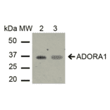 Western Blot - Anti-Adenosine A1 Receptor Antibody (A304849) - Antibodies.com