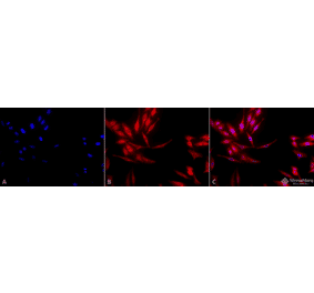 Immunocytochemistry/Immunofluorescence - Anti-HSP40 Antibody (A304850) - Antibodies.com