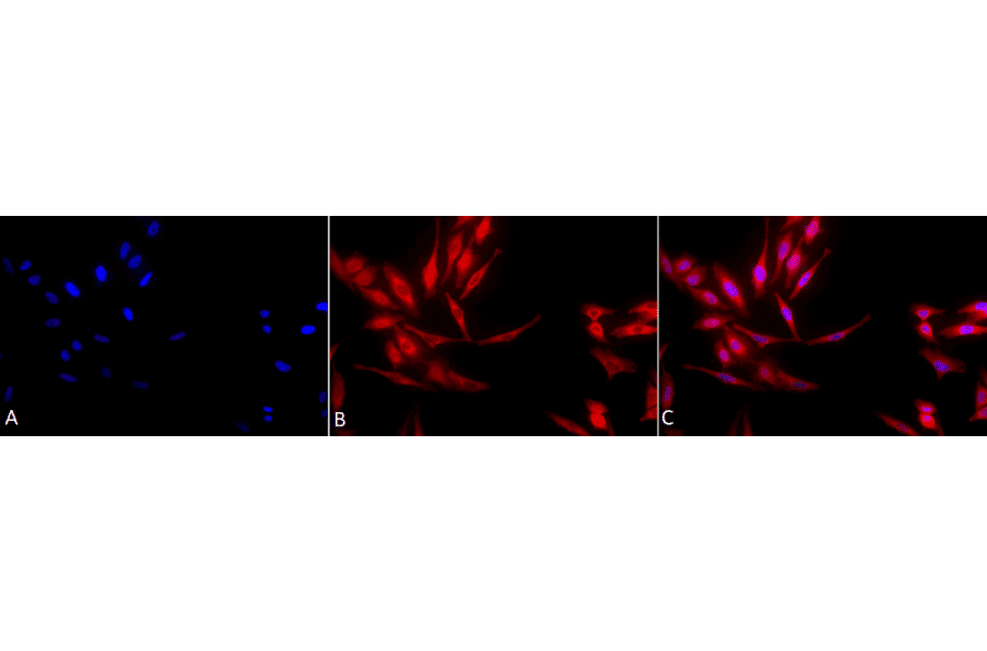 Immunocytochemistry/Immunofluorescence - Anti-HSP40 Antibody (A304850) - Antibodies.com