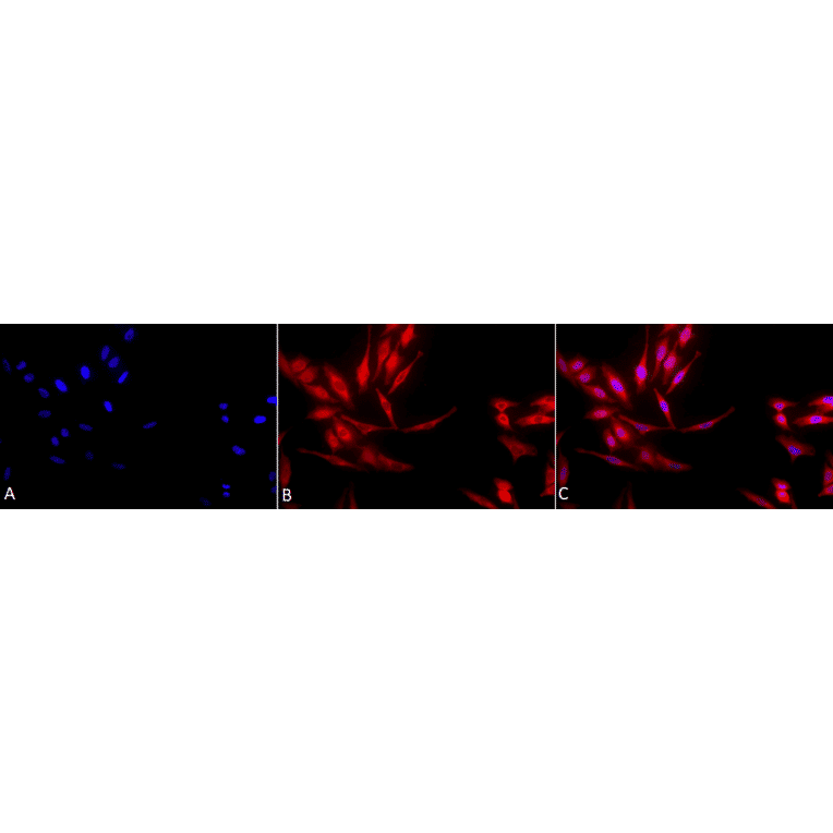 Immunocytochemistry/Immunofluorescence - Anti-HSP40 Antibody (A304850) - Antibodies.com