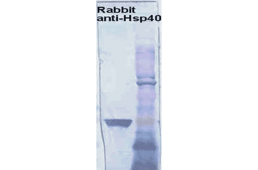 Western Blot - Anti-HSP40 Antibody (A304850) - Antibodies.com
