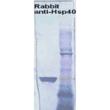 Western Blot - Anti-HSP40 Antibody (A304850) - Antibodies.com