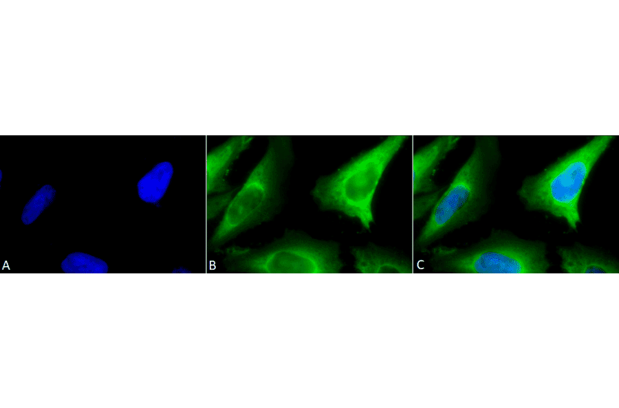 Immunocytochemistry/Immunofluorescence - Anti-HSP40 Antibody (A304850) - Antibodies.com
