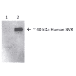 Western Blot - Anti-BVR Antibody (A304851) - Antibodies.com