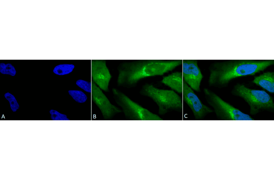Immunocytochemistry/Immunofluorescence - Anti-BVR Antibody (A304851) - Antibodies.com