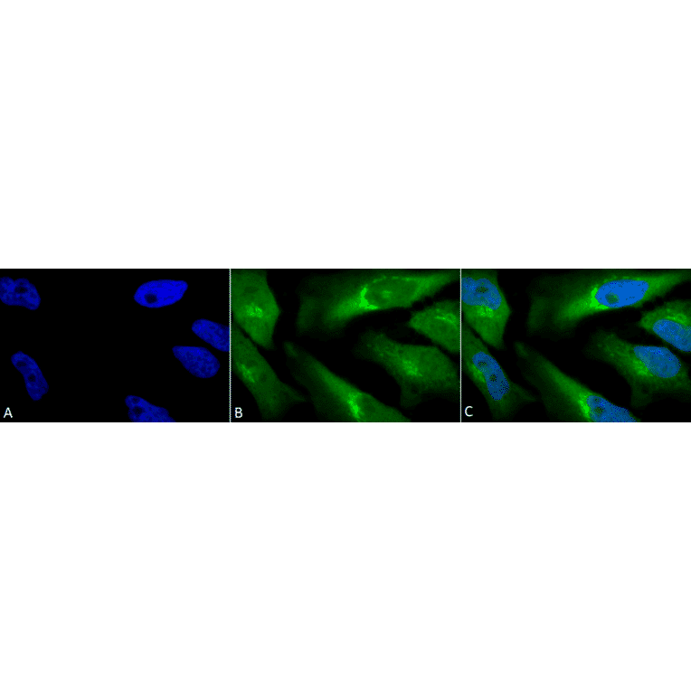 Immunocytochemistry/Immunofluorescence - Anti-BVR Antibody (A304851) - Antibodies.com