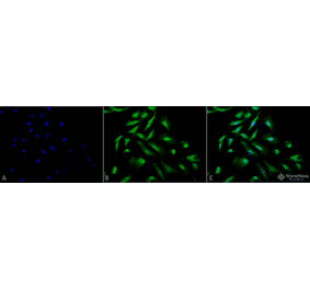 Immunocytochemistry/Immunofluorescence - Anti-CDC37 Antibody (A304852) - Antibodies.com