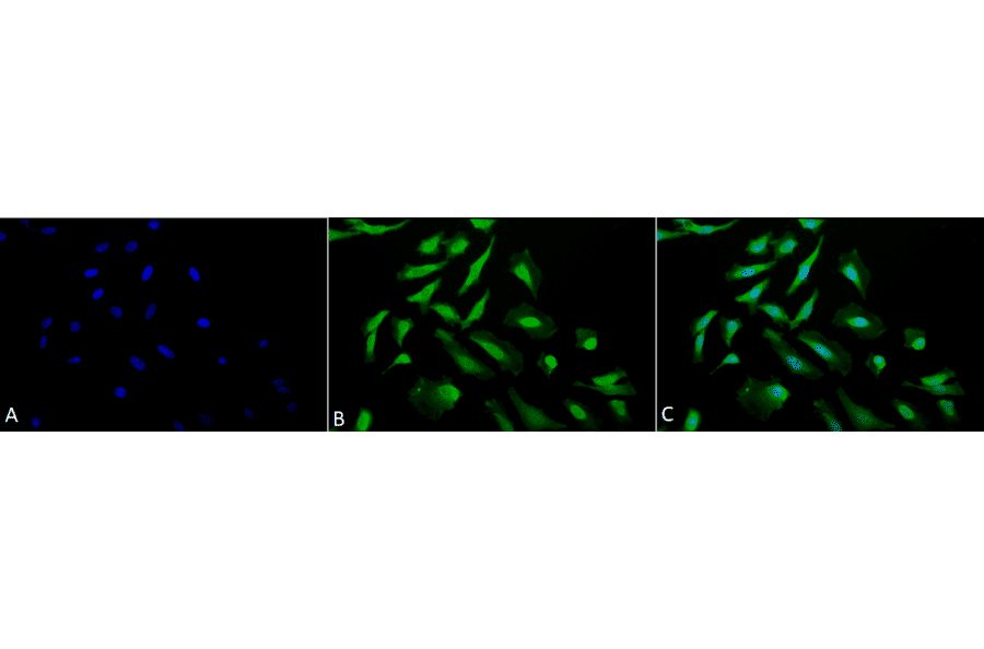 Immunocytochemistry/Immunofluorescence - Anti-CDC37 Antibody (A304852) - Antibodies.com