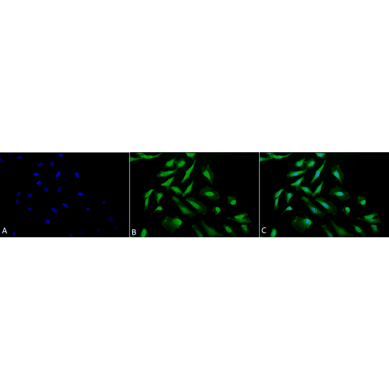Immunocytochemistry/Immunofluorescence - Anti-CDC37 Antibody (A304852) - Antibodies.com