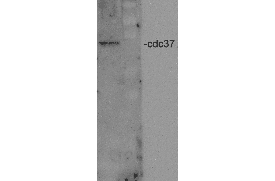Western Blot - Anti-CDC37 Antibody (A304852) - Antibodies.com
