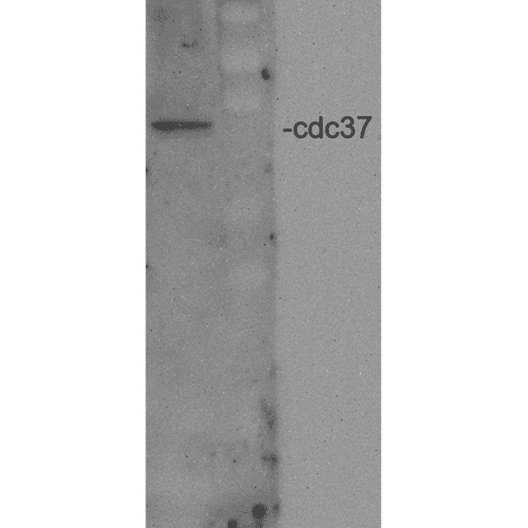 Western Blot - Anti-CDC37 Antibody (A304852) - Antibodies.com