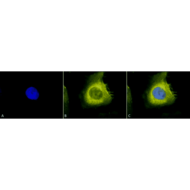 Immunocytochemistry/Immunofluorescence - Anti-CDC37 Antibody (A304852) - Antibodies.com