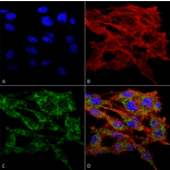 Immunocytochemistry/Immunofluorescence - Anti-TMEM49 / VMP1 Antibody (A304853) - Antibodies.com