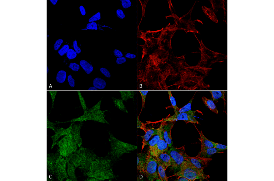 Immunocytochemistry/Immunofluorescence - Anti-ATG4A Antibody (A304854) - Antibodies.com