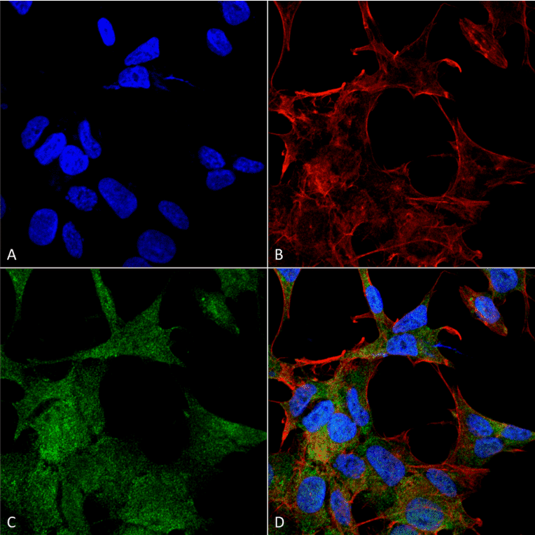 Immunocytochemistry/Immunofluorescence - Anti-ATG4A Antibody (A304854) - Antibodies.com