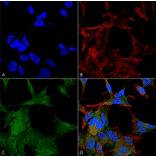 Immunocytochemistry/Immunofluorescence - Anti-ATG4A Antibody (A304854) - Antibodies.com