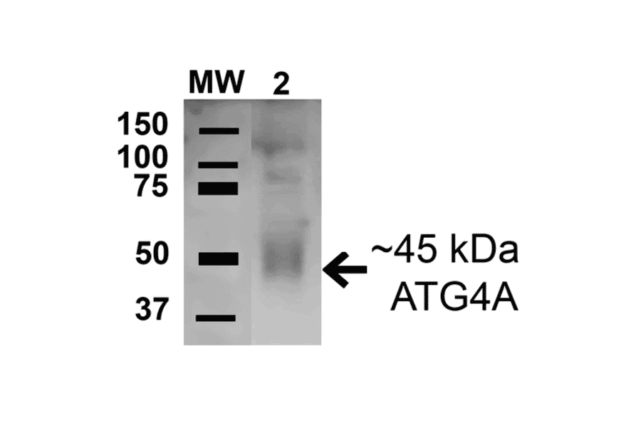 Western Blot - Anti-ATG4A Antibody (A304854) - Antibodies.com