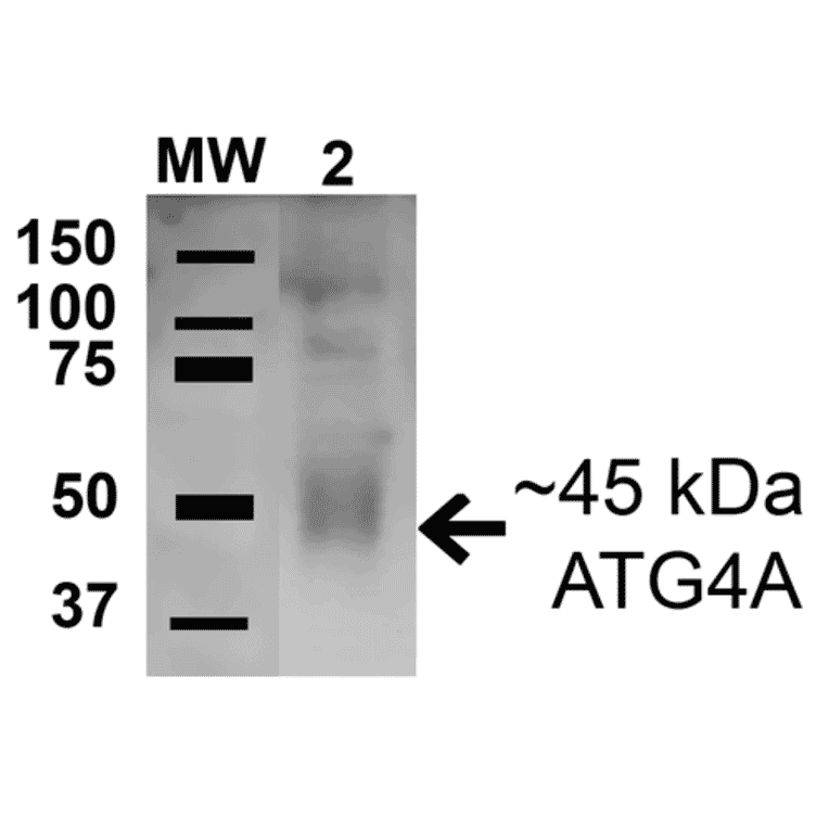 Western Blot - Anti-ATG4A Antibody (A304854) - Antibodies.com