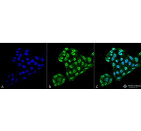 Immunocytochemistry/Immunofluorescence - Anti-TXNDC5 Antibody [2E7/7] (A304855) - Antibodies.com