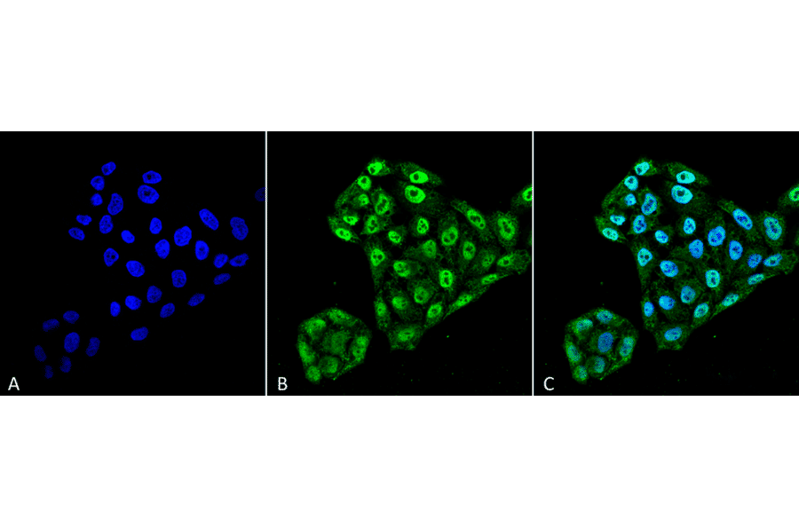 Immunocytochemistry/Immunofluorescence - Anti-TXNDC5 Antibody [2E7/7] (A304855) - Antibodies.com