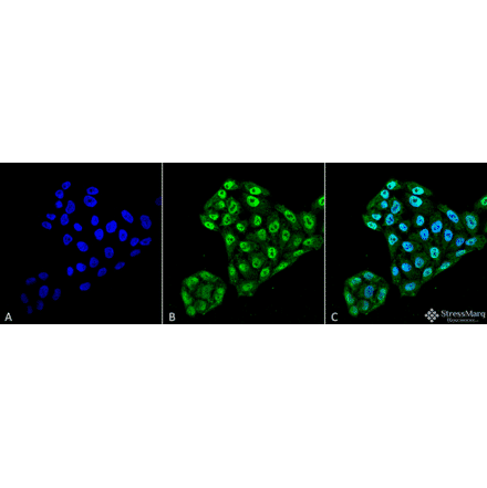 Immunocytochemistry/Immunofluorescence - Anti-TXNDC5 Antibody [2E7/7] (A304855) - Antibodies.com