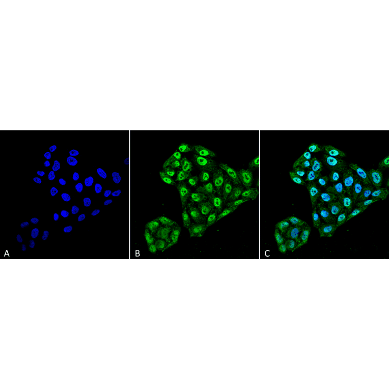 Immunocytochemistry/Immunofluorescence - Anti-TXNDC5 Antibody [2E7/7] (A304855) - Antibodies.com