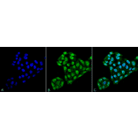 Immunocytochemistry/Immunofluorescence - Anti-TXNDC5 Antibody [2E7/7] (A304855) - Antibodies.com