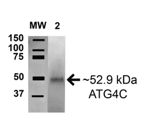 Western Blot - Anti-ATG4C Antibody (A304856) - Antibodies.com