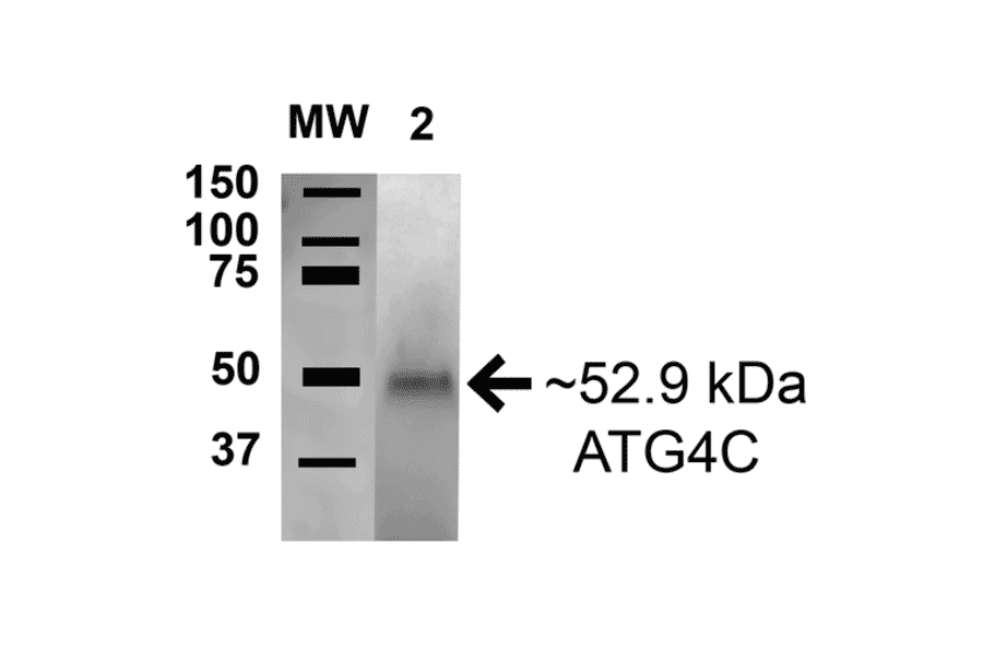 Western Blot - Anti-ATG4C Antibody (A304856) - Antibodies.com