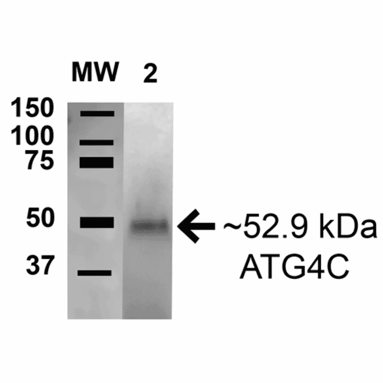 Western Blot - Anti-ATG4C Antibody (A304856) - Antibodies.com