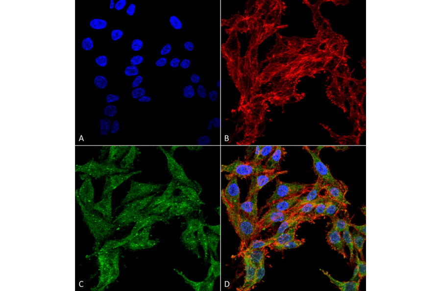 Immunocytochemistry/Immunofluorescence - Anti-ATG4C Antibody (A304856) - Antibodies.com