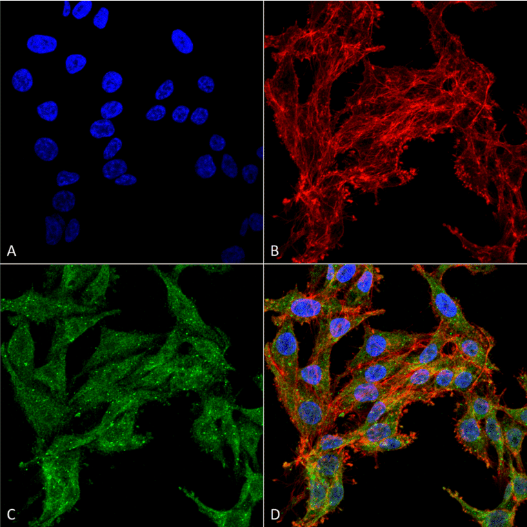 Immunocytochemistry/Immunofluorescence - Anti-ATG4C Antibody (A304856) - Antibodies.com