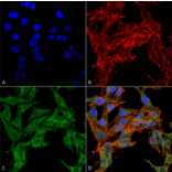 Immunocytochemistry/Immunofluorescence - Anti-ATG4C Antibody (A304856) - Antibodies.com