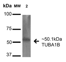 Western Blot - Anti-alpha Tubulin Antibody (A304857) - Antibodies.com