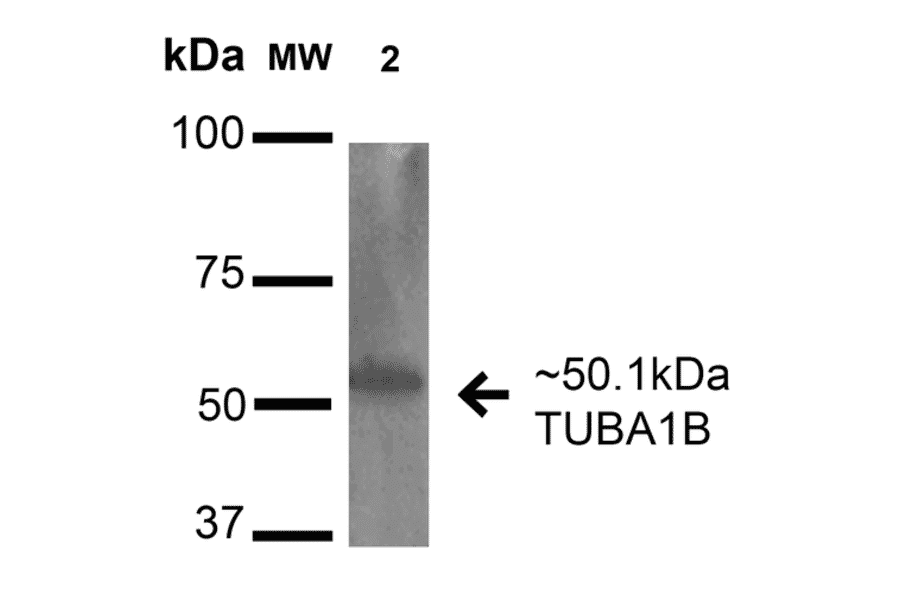 Western Blot - Anti-alpha Tubulin Antibody (A304857) - Antibodies.com