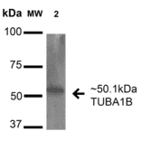 Western Blot - Anti-alpha Tubulin Antibody (A304857) - Antibodies.com