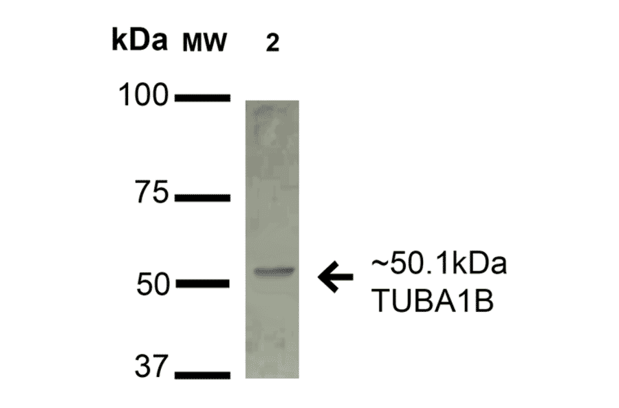 Western Blot - Anti-alpha Tubulin Antibody (A304857) - Antibodies.com
